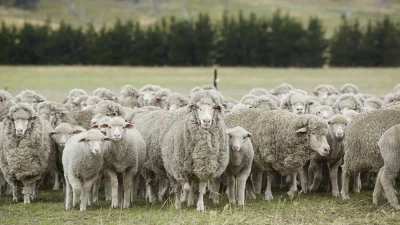 Picking Performer Ewes Workshop - Armidale